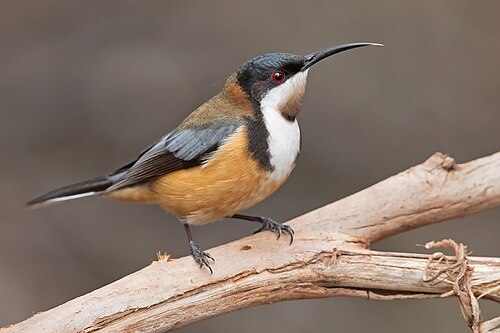 Zwarthalshoningvogel (Acanthorhynchus tenuirostris)