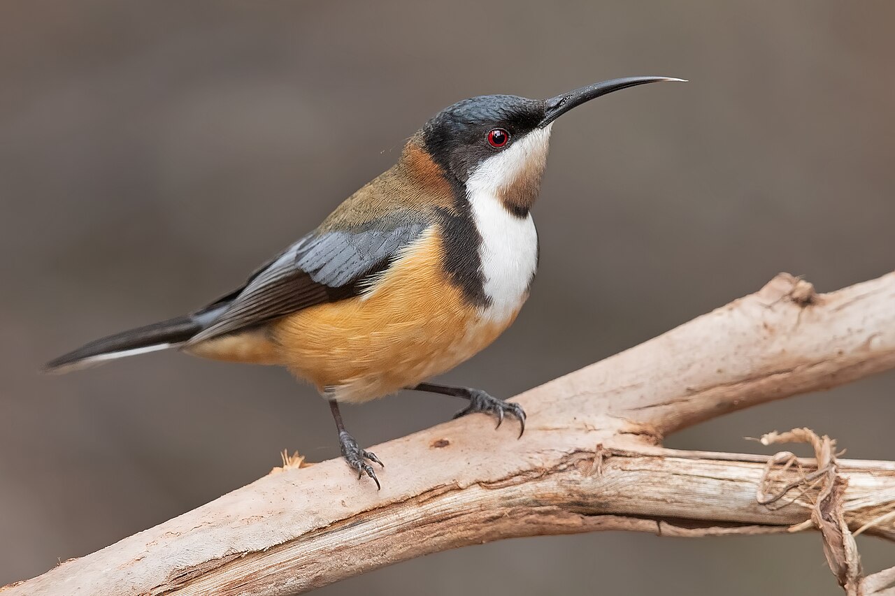 Zwarthalshoningvogel (Acanthorhynchus tenuirostris)