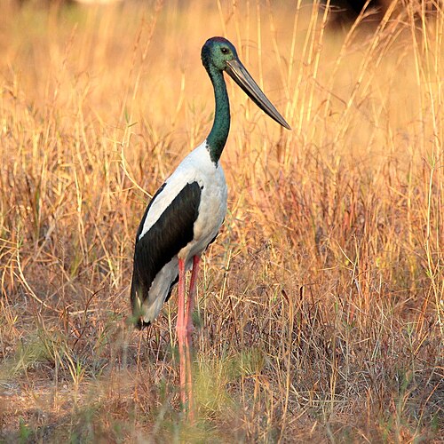 Zwarthalsooievaar (Ephippiorhynchus asiaticus)