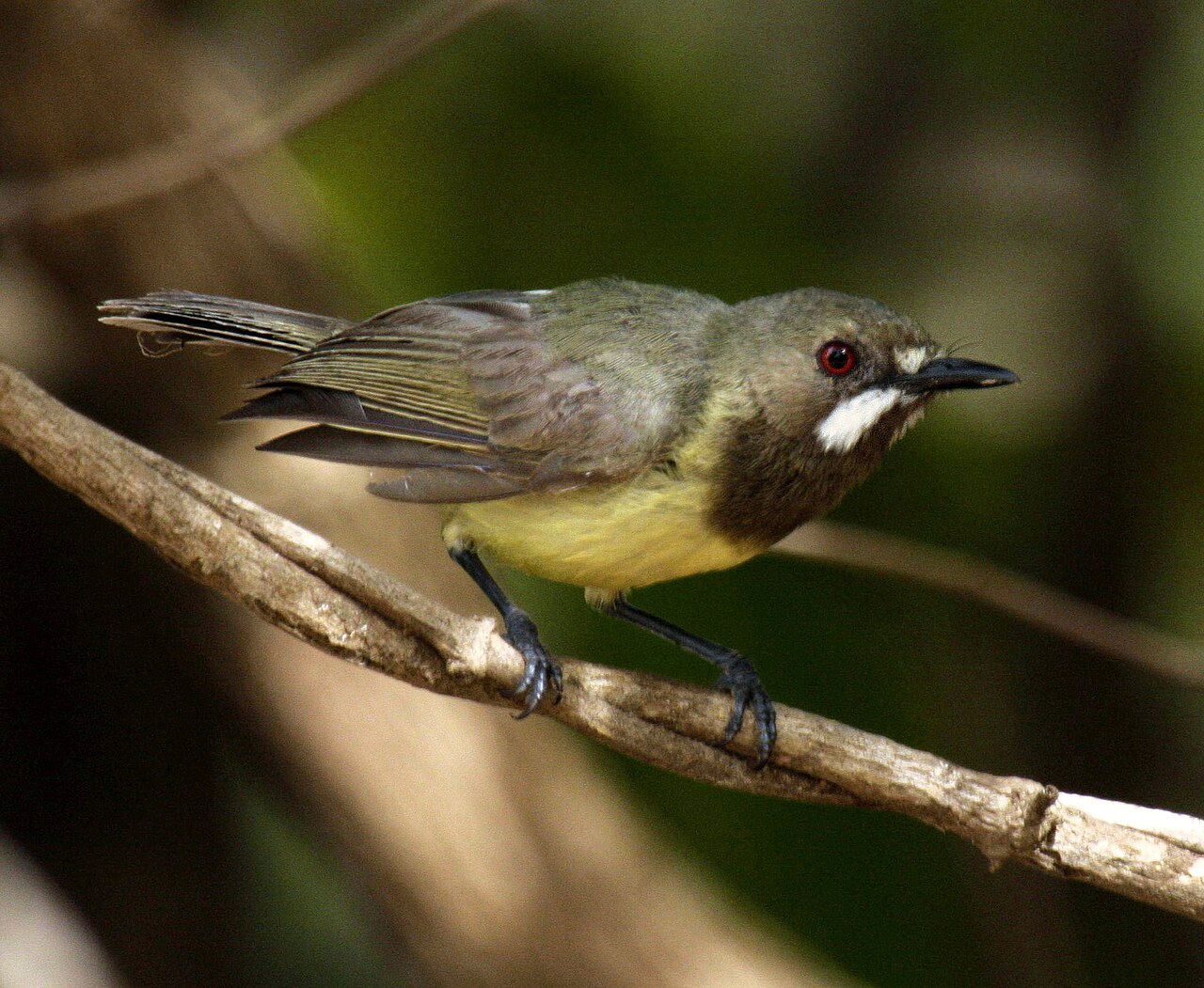 Gerigón de hadas (Gerygone palpebrosa)