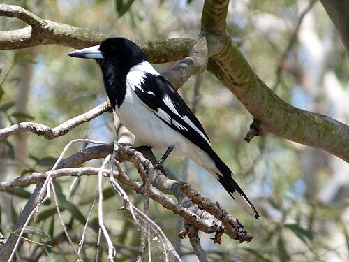 Zwartkeelorgelvogel (Cracticus nigrogularis)