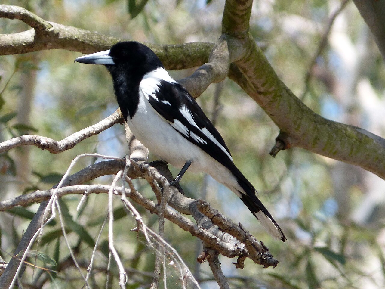 Zwartkeelorgelvogel (Cracticus nigrogularis)