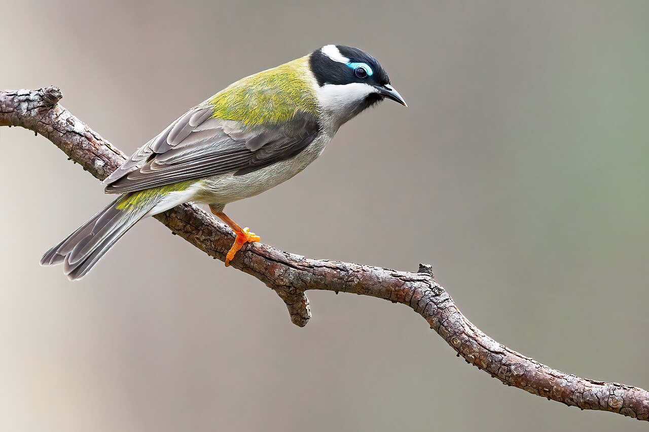 Zwartkinhoningeter (Melithreptus gularis)