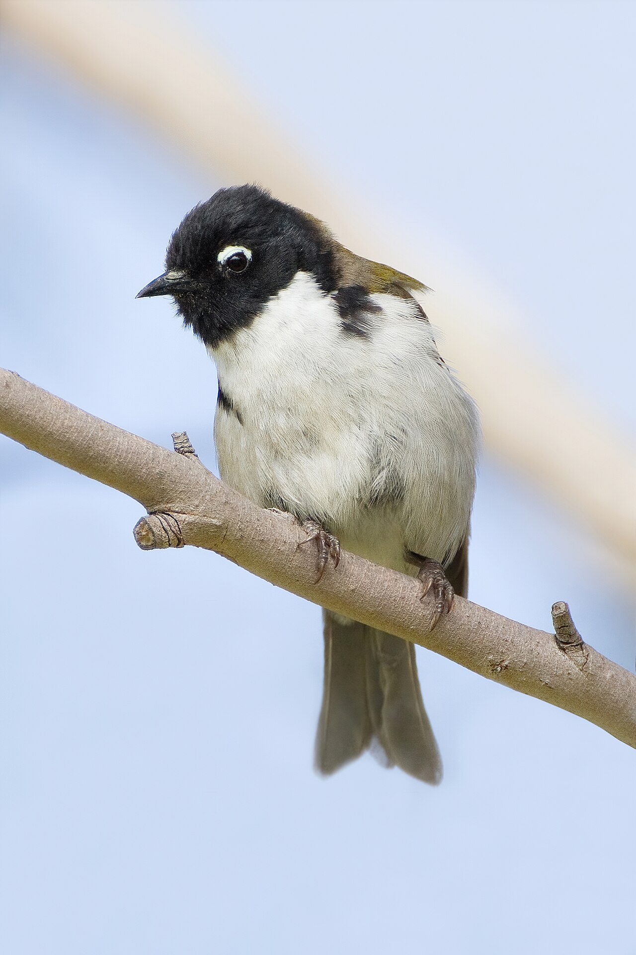 Mielero carinegro (Melithreptus affinis)