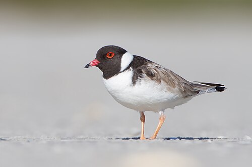 Zwartkopplevier (Thinornis cucullatus)
