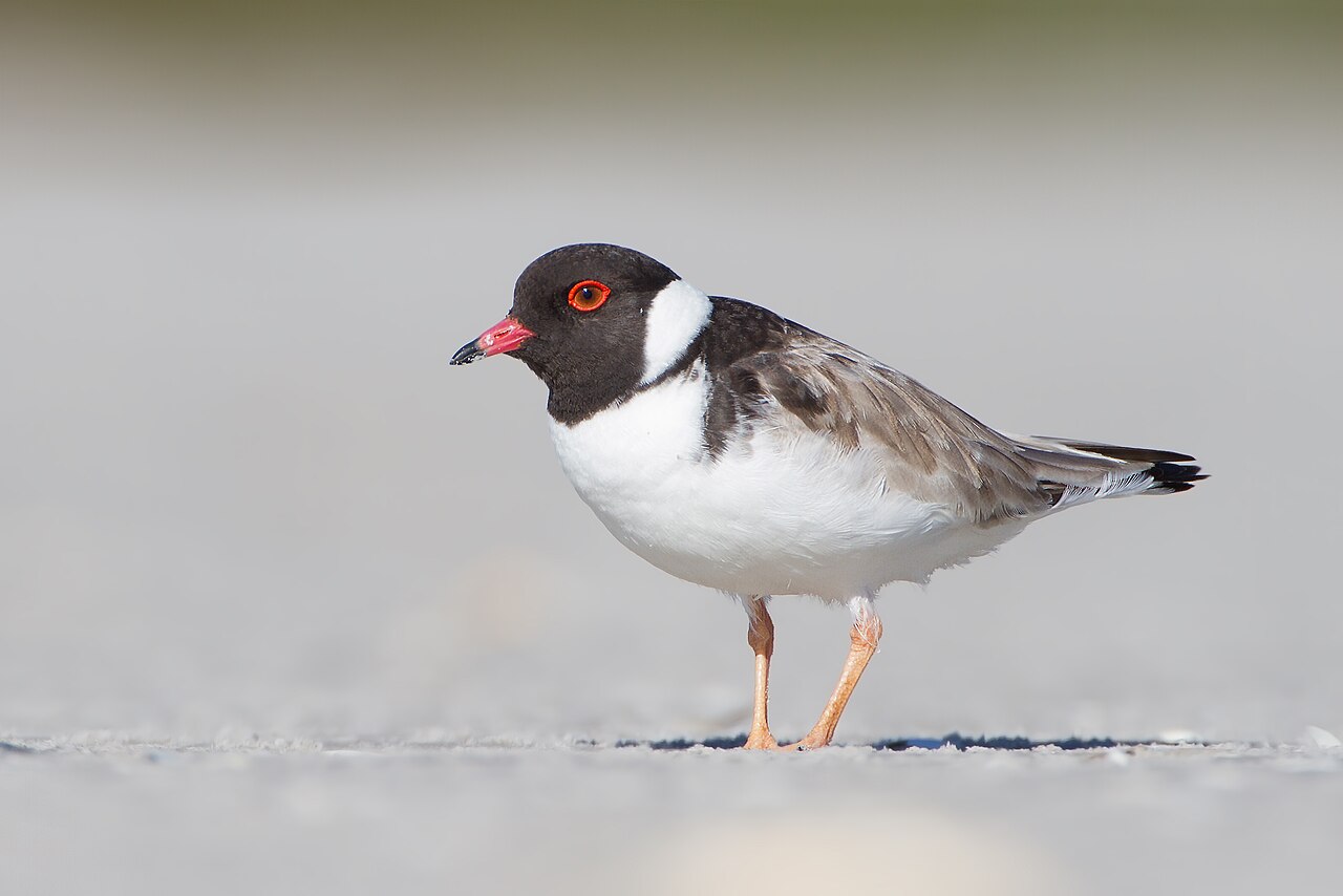 Chorlito encapuchado (Thinornis cucullatus)