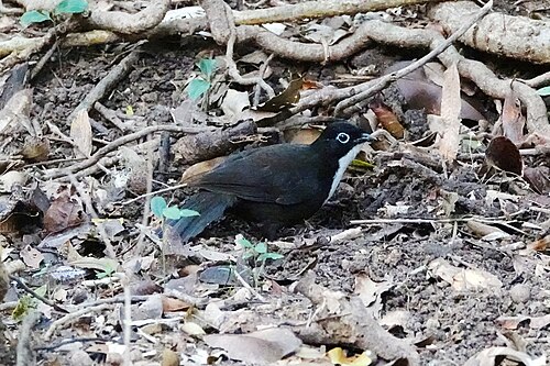 Zwartkopraltimalia (Orthonyx spaldingii)