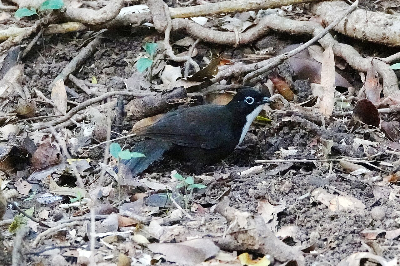 Colaespina de spalding (Orthonyx spaldingii)