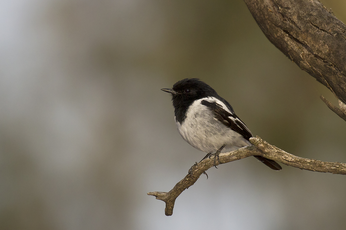 Zwartkopvliegenvanger (Melanodryas cucullata)