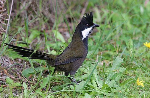 Zwartkopzwiepfluiter (Psophodes olivaceus)