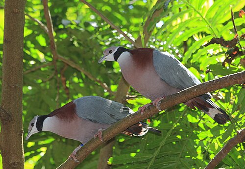 Zwartkraagmuskaatduif (Ducula mullerii)