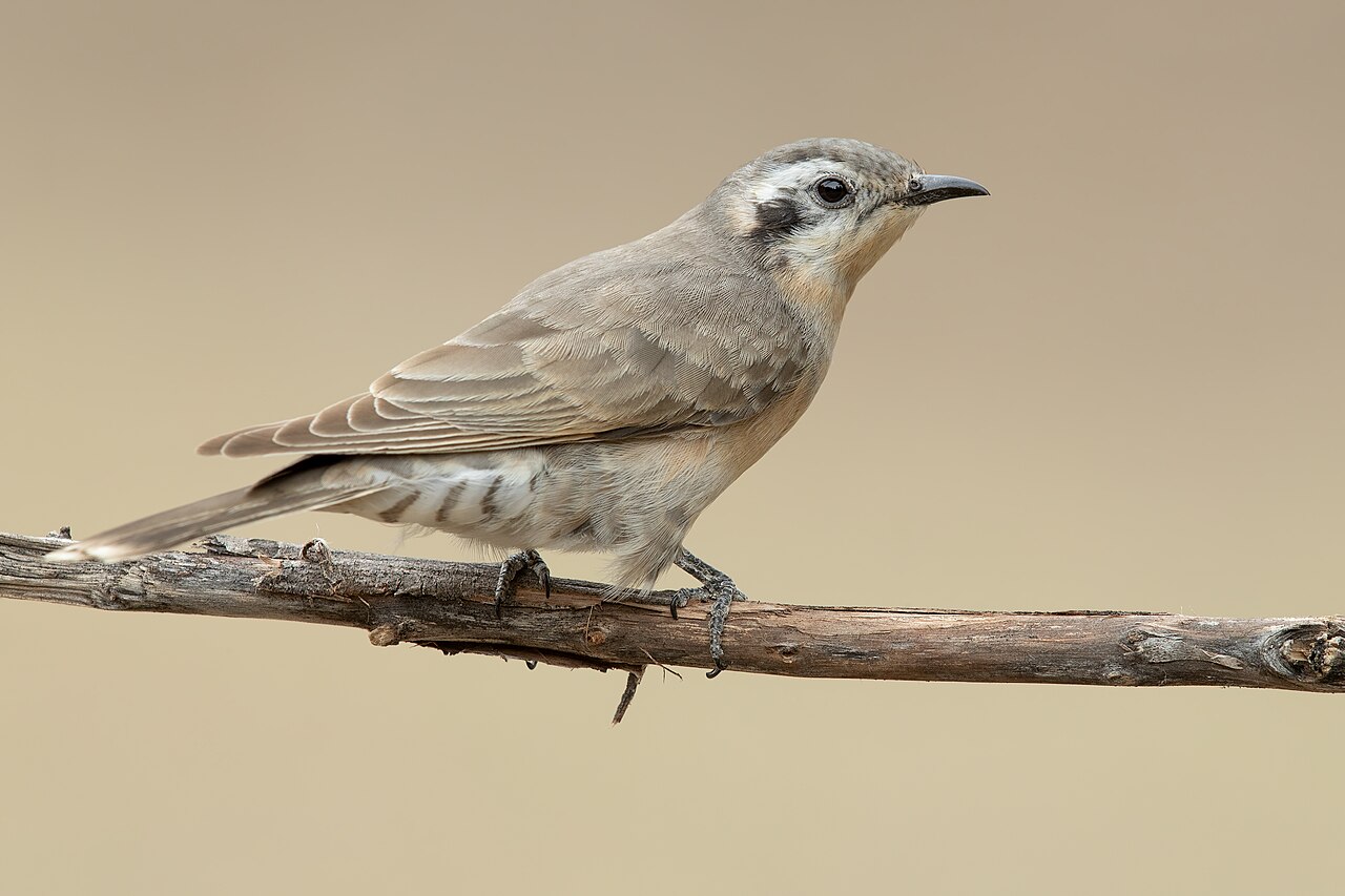 Cuclillo orejinegro (Chalcites osculans)