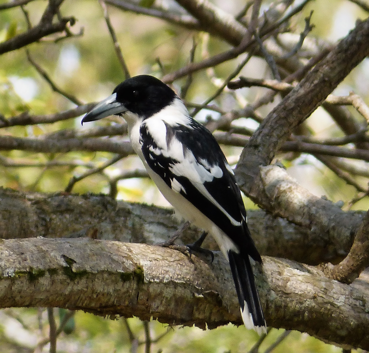 Verdugo dorsinegro (Cracticus mentalis)