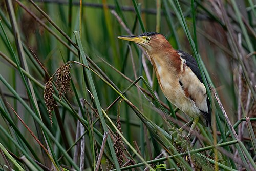 Zwartrugwoudaap (Botaurus dubius)