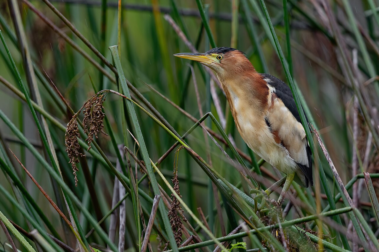Black-backed Bittern (Botaurus dubius)