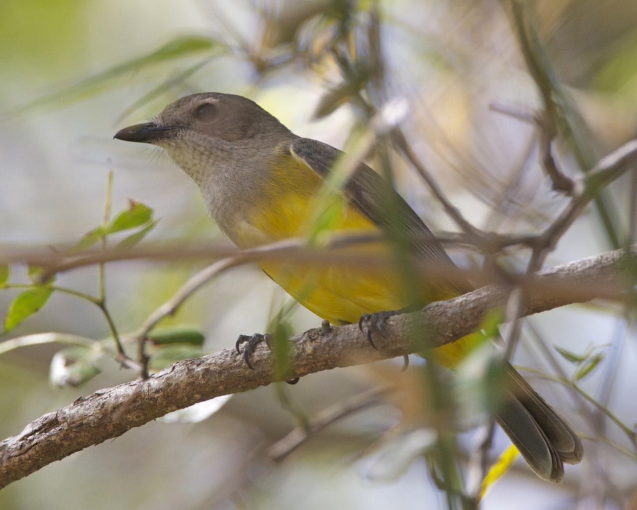 Mangrove Golden Whistler (Pachycephala melanura)