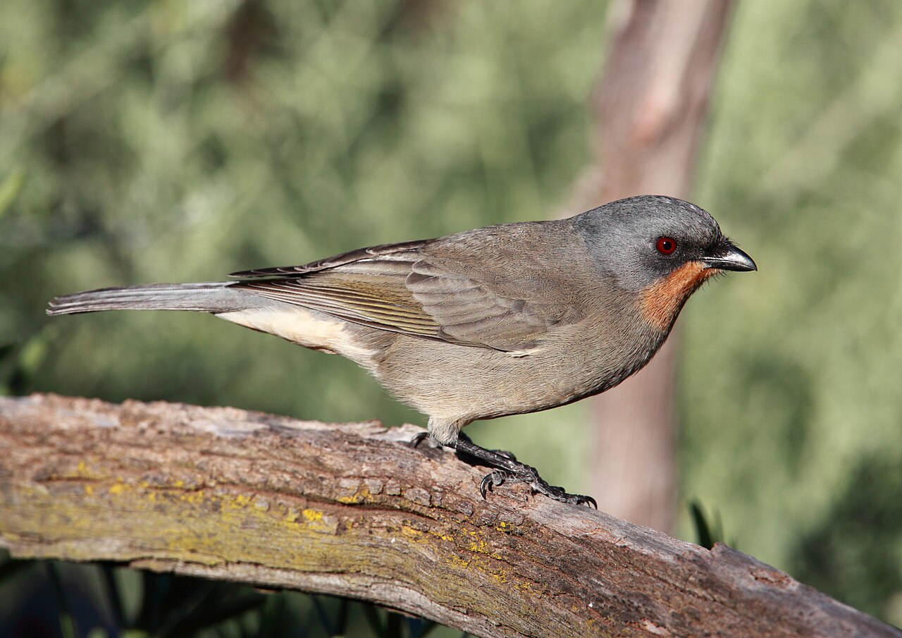Gilbert's Whistler (Pachycephala inornata)