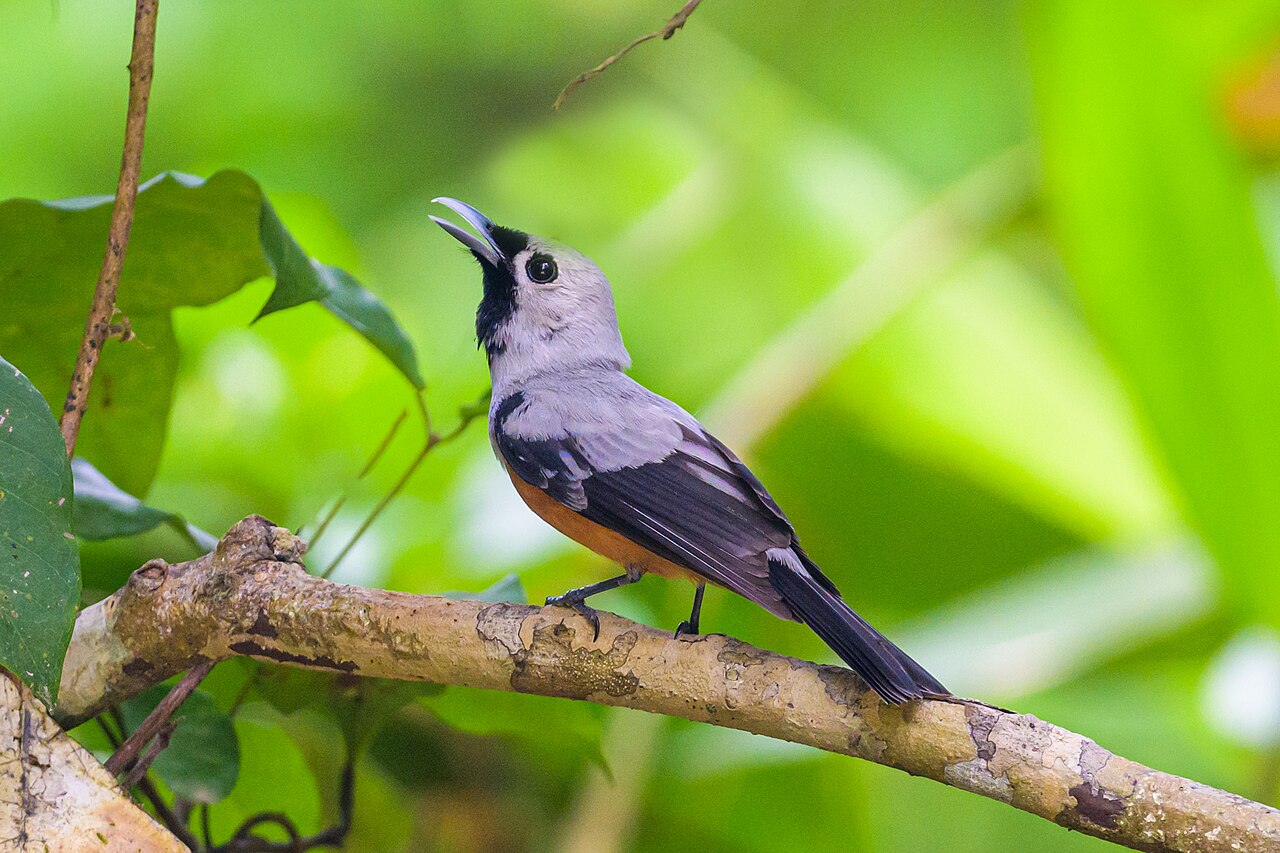 Monarca alinegro (Monarcha frater)