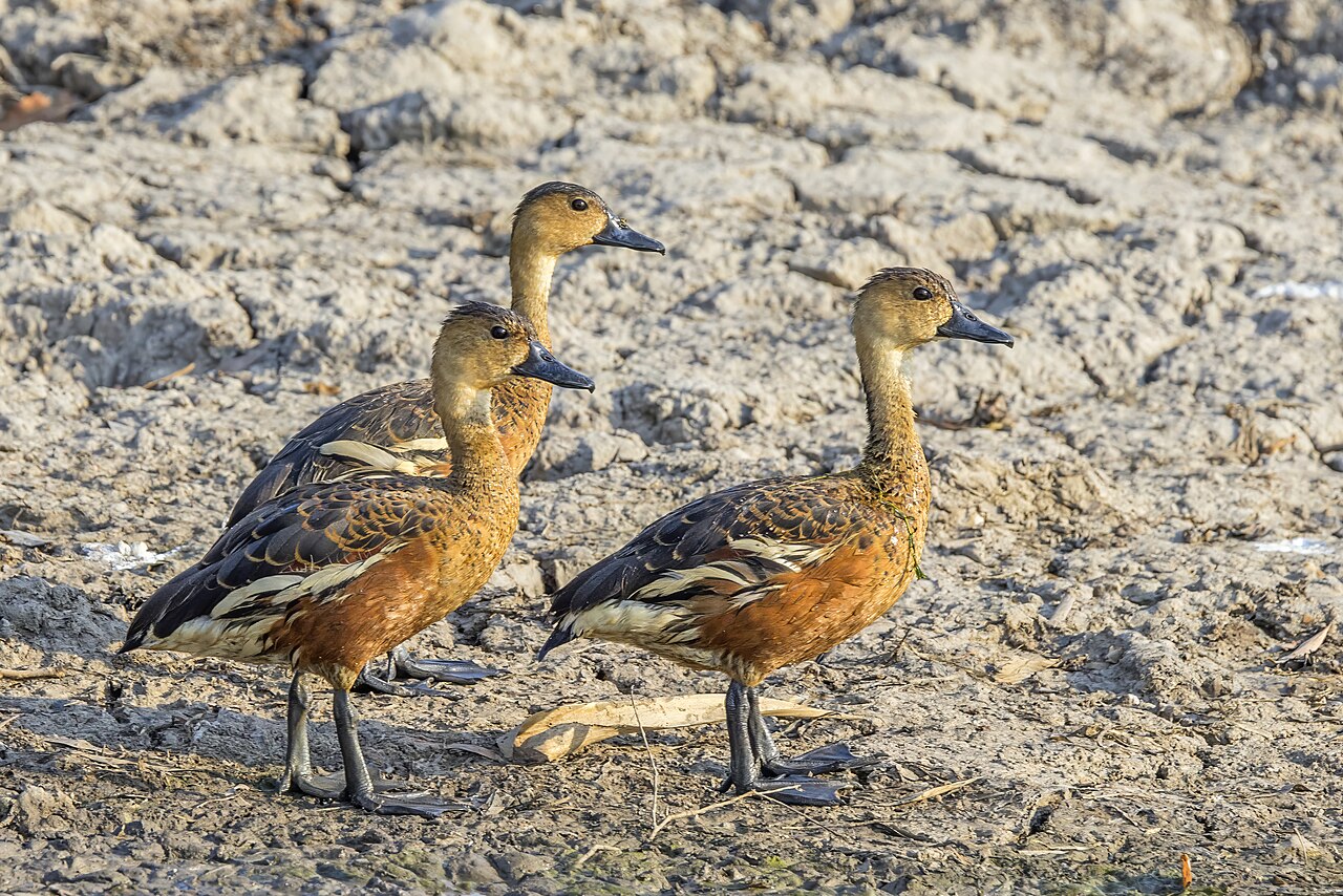 Wandering Whistling Duck (Dendrocygna arcuata)