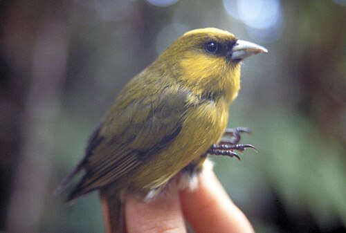 Akekee (Loxops caeruleirostris)