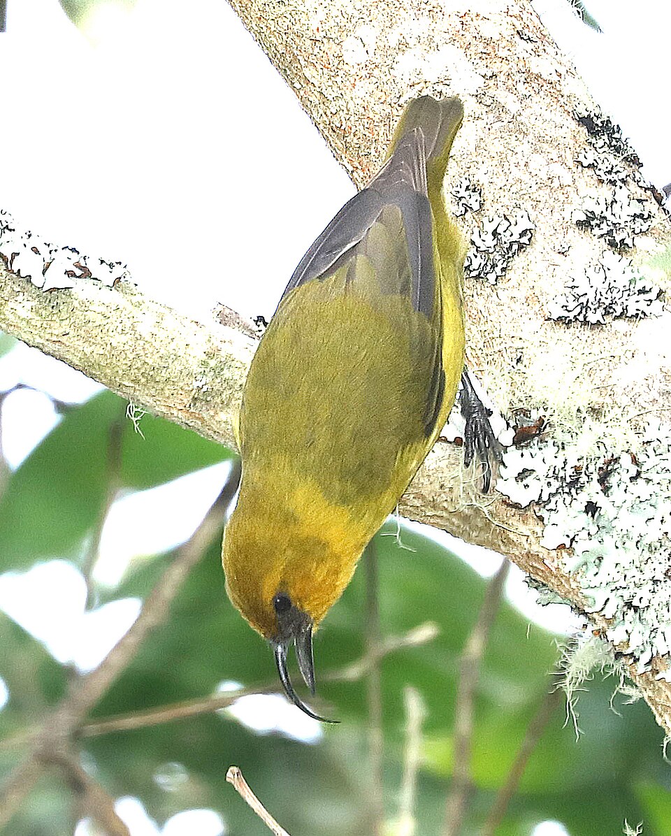 Akiapolaau (Hemignathus wilsoni)