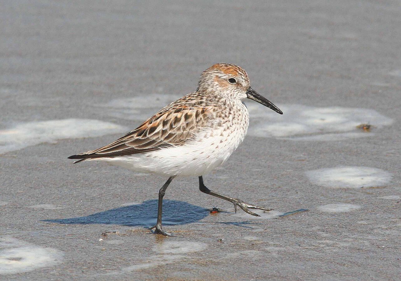 Correlimos de Alaska (Calidris mauri)