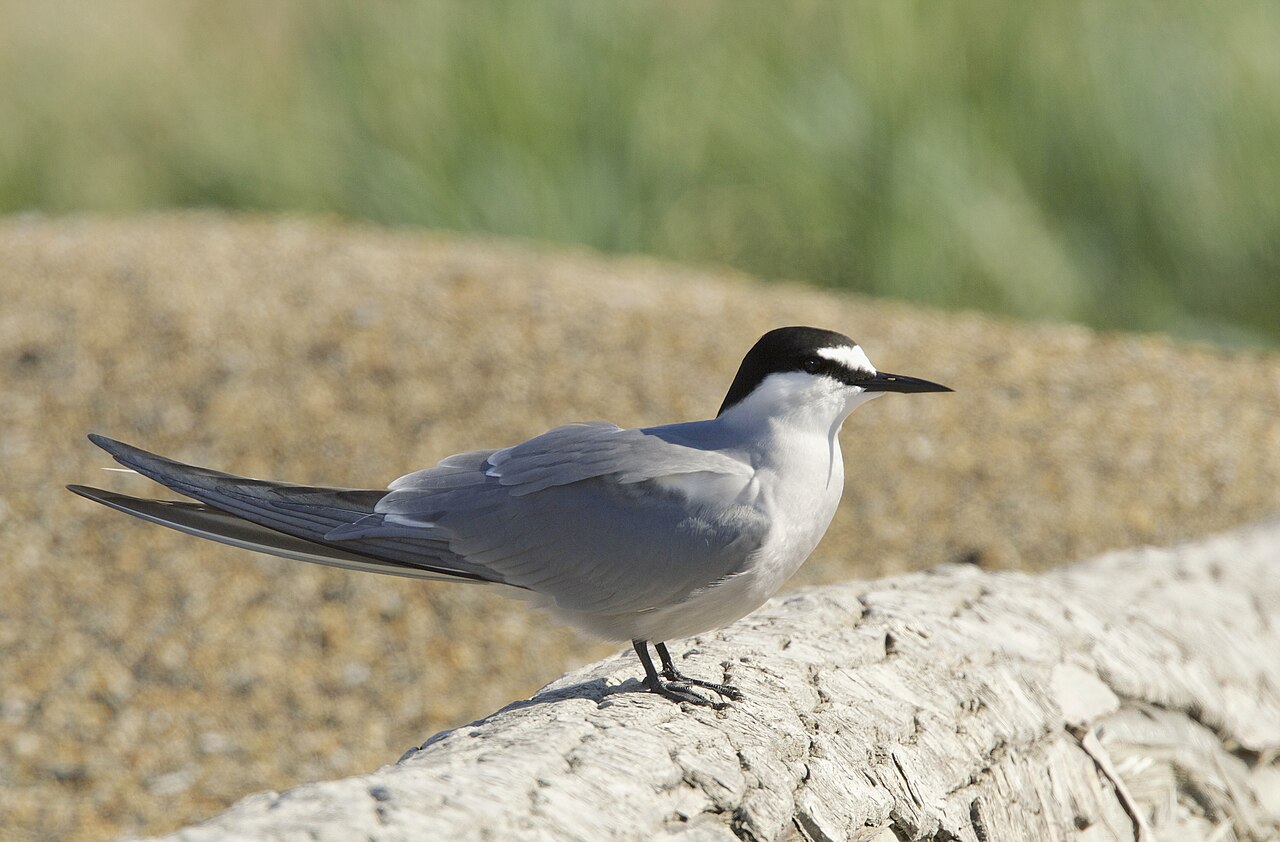 Aleutian Tern (Onychoprion aleuticus)