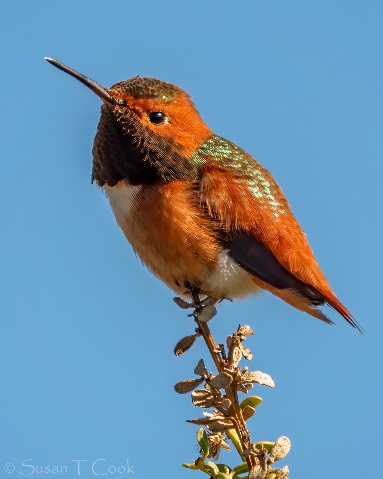 Allens kolibrie (Selasphorus sasin)