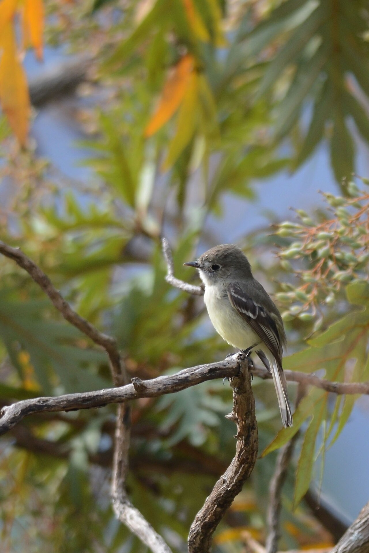 Alsemfeetiran (Empidonax wrightii)
