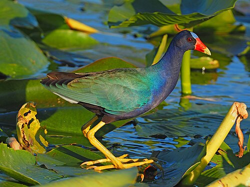 Amerikaans Purperhoen (Porphyrio martinica)