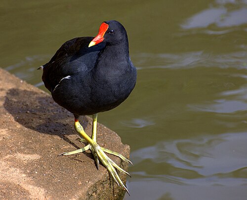 Amerikaans Waterhoen (Gallinula galeata)