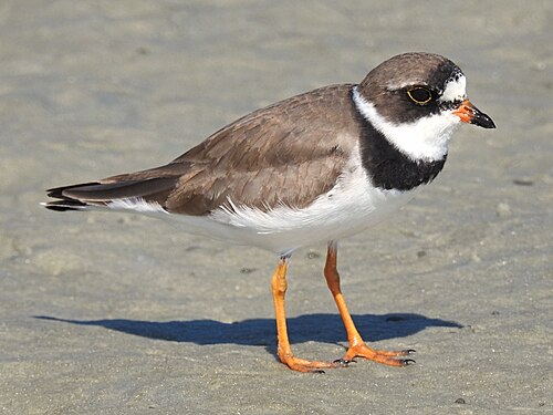Amerikaanse Bontbekplevier (Charadrius semipalmatus)