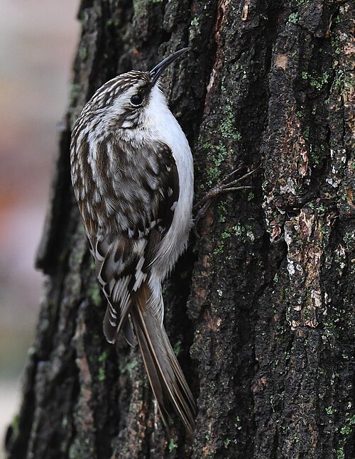 Amerikaanse boomkruiper (Certhia americana)