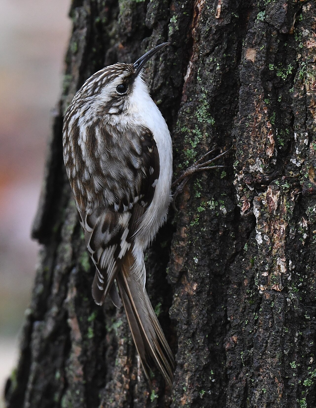 Amerikaanse boomkruiper (Certhia americana)