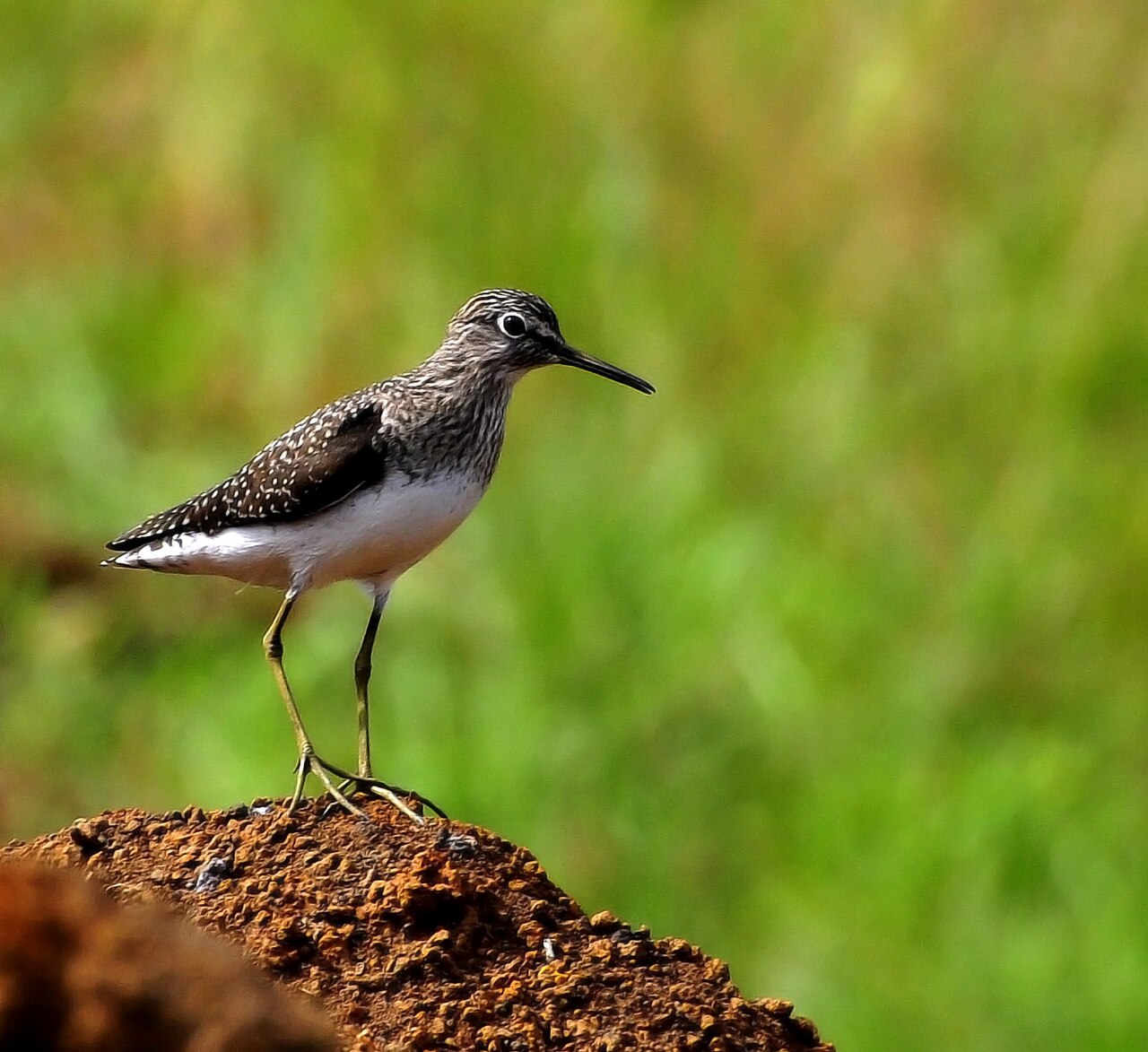 Solitary Sandpiper (Tringa solitaria)