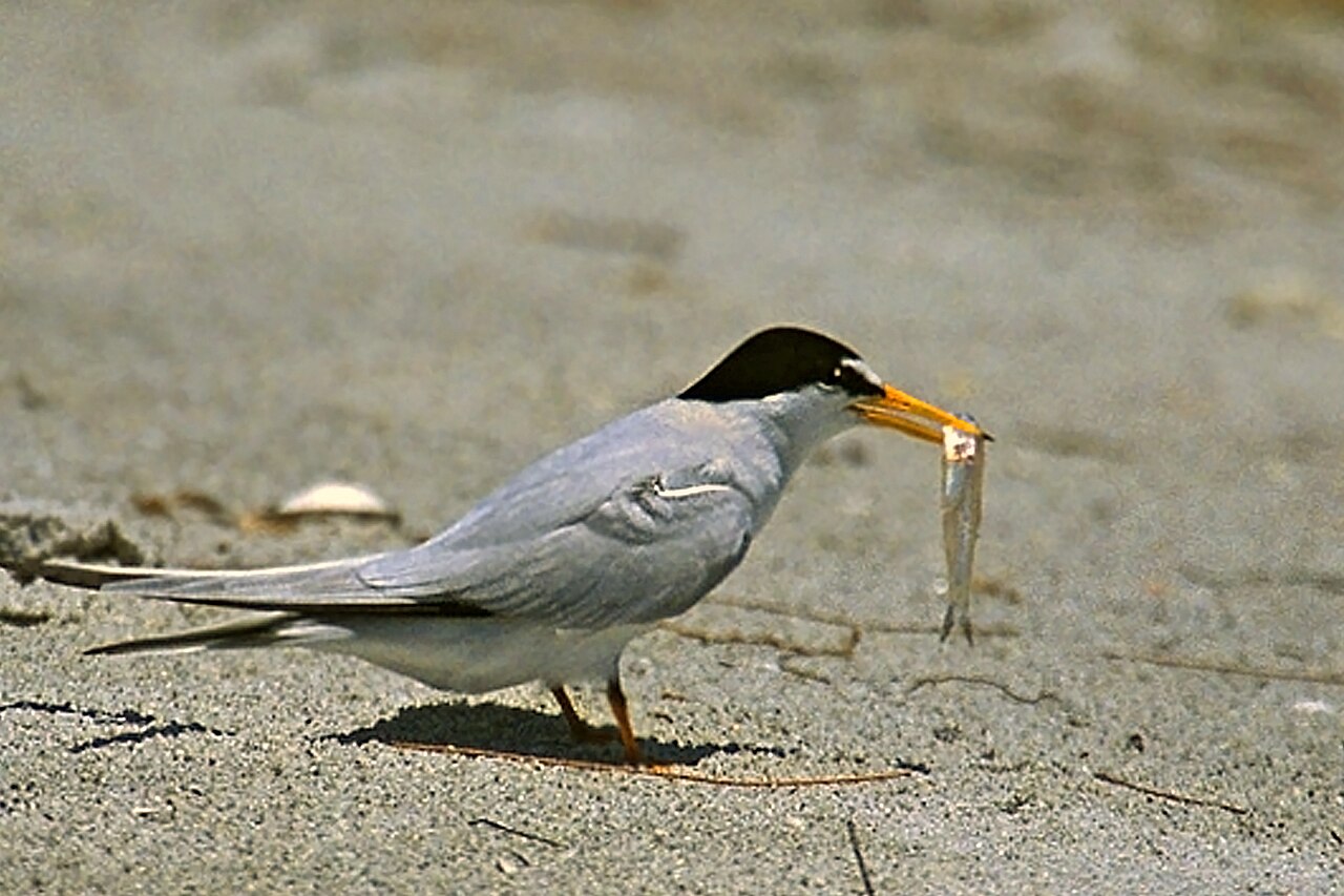 Least Tern (Sternula antillarum)