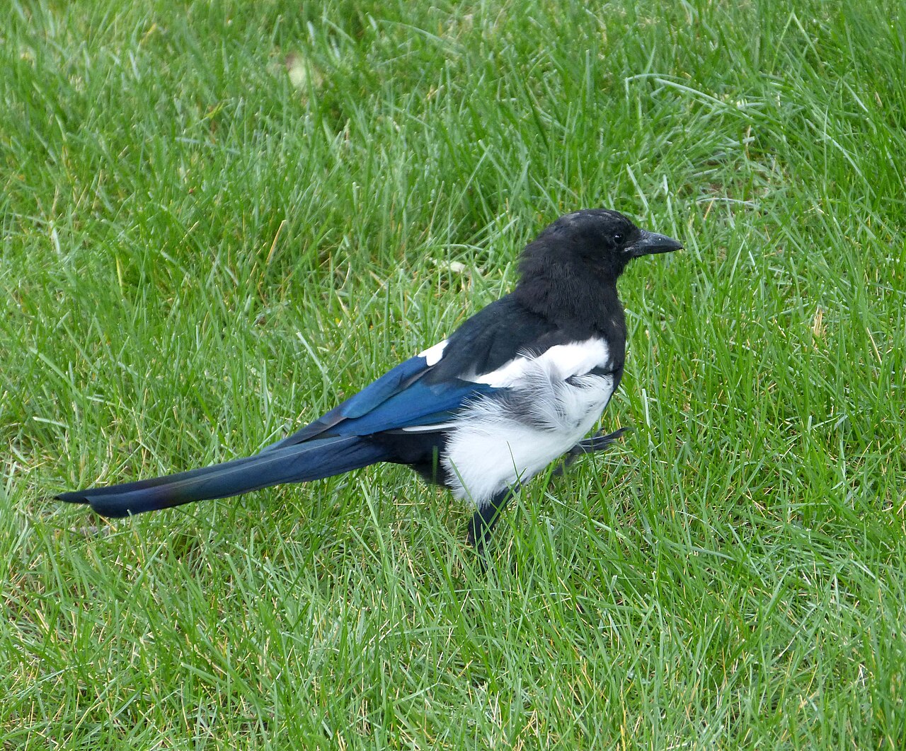 Black-billed Magpie (Pica hudsonia)