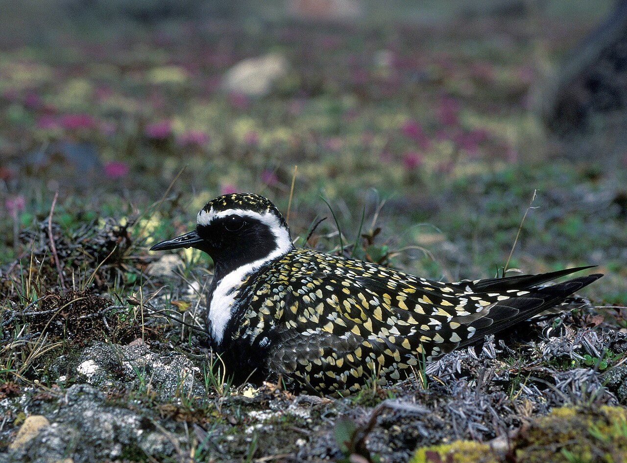 Amerikaanse Goudplevier (Pluvialis dominica)