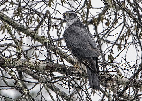 Amerikaanse havik (Astur atricapillus)
