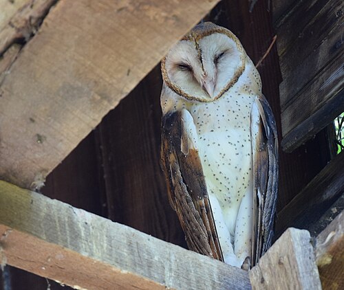 Amerikaanse kerkuil (Tyto furcata)