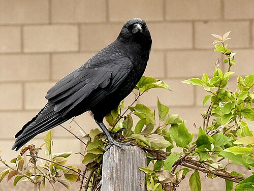 Amerikaanse kraai (Corvus brachyrhynchos)