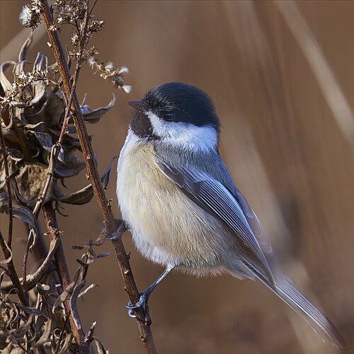 Amerikaanse matkop (Poecile atricapillus)