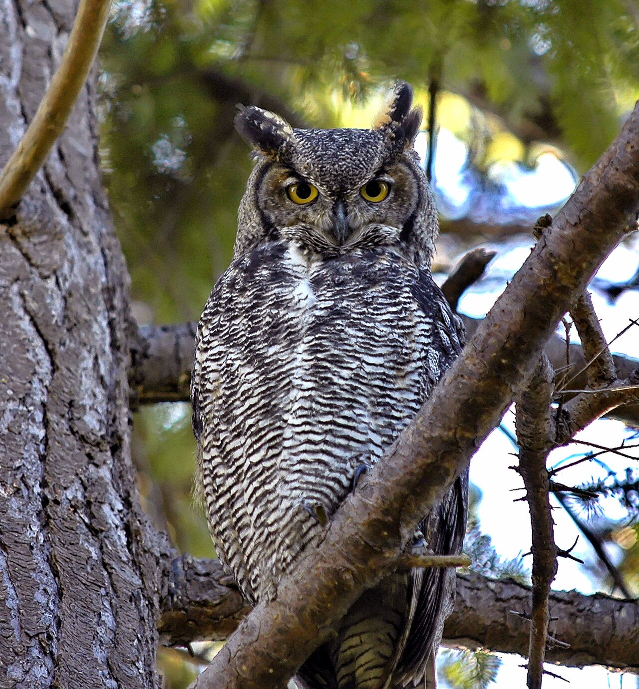 Búho cornudo (Bubo virginianus)