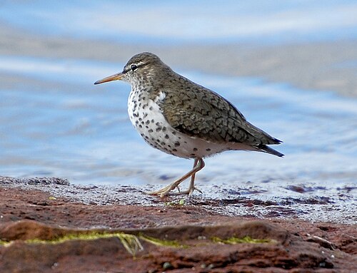 Amerikaanse Oeverloper (Actitis macularius)