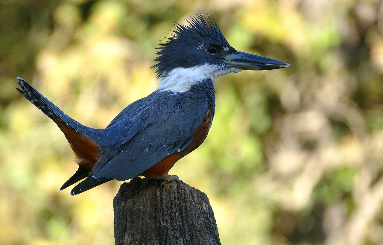 Ringed Kingfisher (Megaceryle torquata)