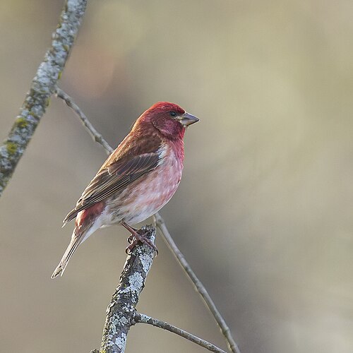Amerikaanse roodmus (Haemorhous purpureus)