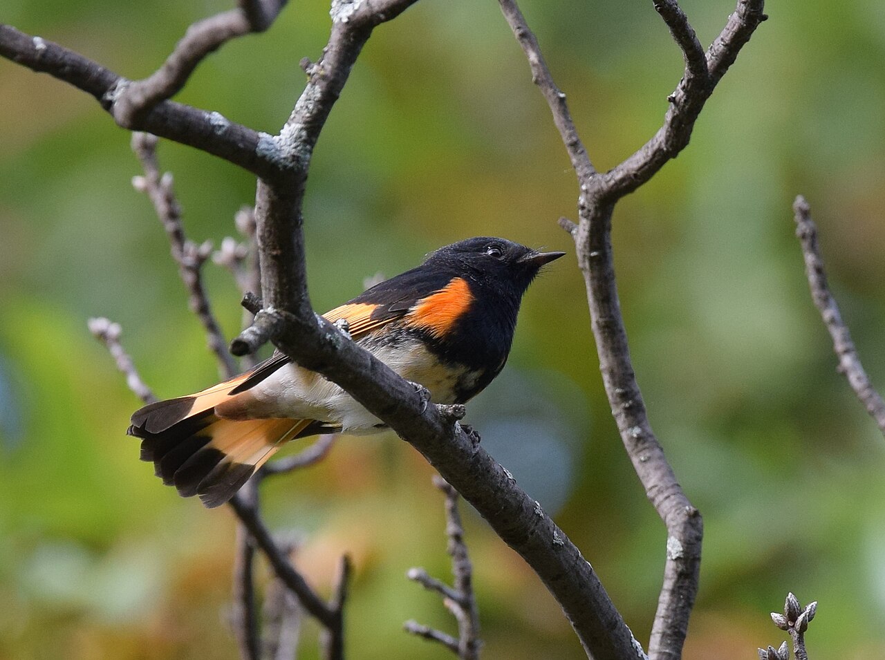 Amerikaanse roodstaart (Setophaga ruticilla)