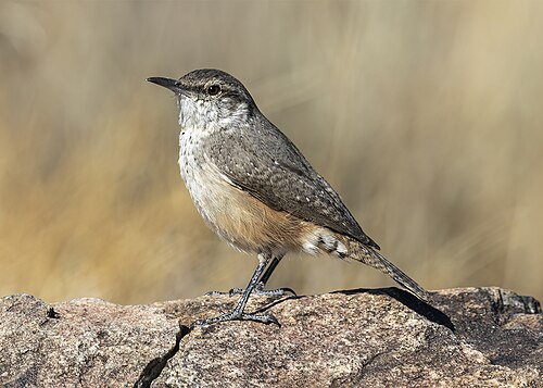 Amerikaanse Rotswinterkoning (Salpinctes obsoletus)