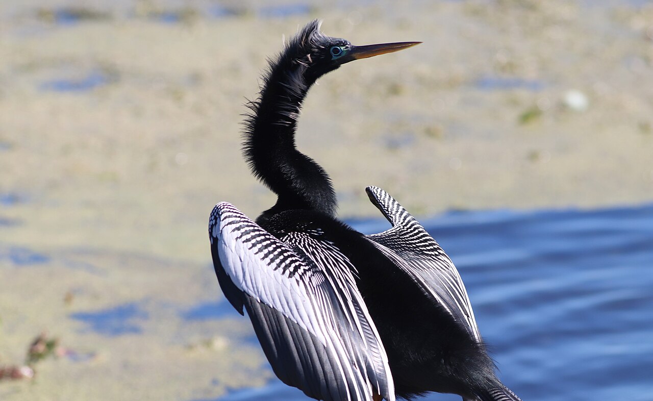 Anhinga (Anhinga anhinga)