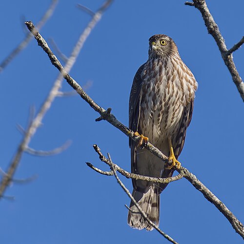 Amerikaanse sperwer (Accipiter striatus)